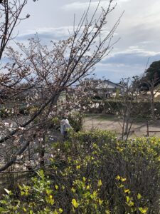 桜もうすぐです！