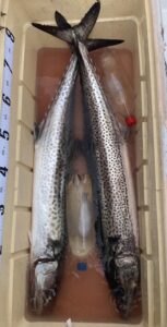 鰆釣り
