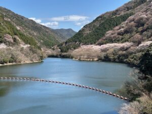 桜の季節におススメ!!　淡路島ドライブ