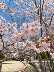 桜満開です！！