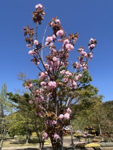 八重桜
