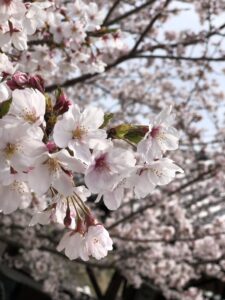 春のふわっと時間。🌸🌿