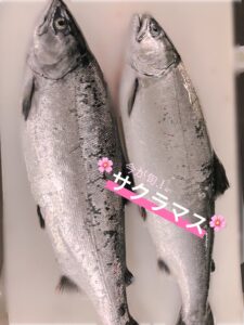 【🌸春の味覚🌸】今が旬！脂がのったサクラマス🐟