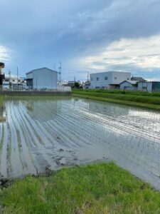 田植え終わりました‼