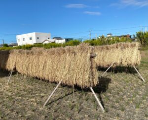 古代米の稲刈り終了しました‼️