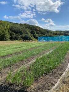 淡路島たまねぎ育苗中‼