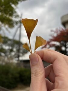 幸せのラッパイチョウ（喇叭銀杏）