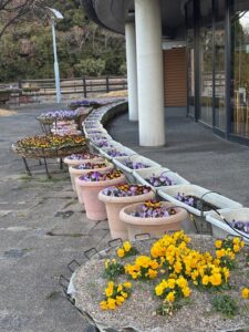 公園を彩る花達✨