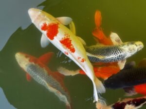 春の気配を感じに──色とりどりの花と鯉に会いに来ませんか